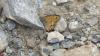 Coenonympha dorus